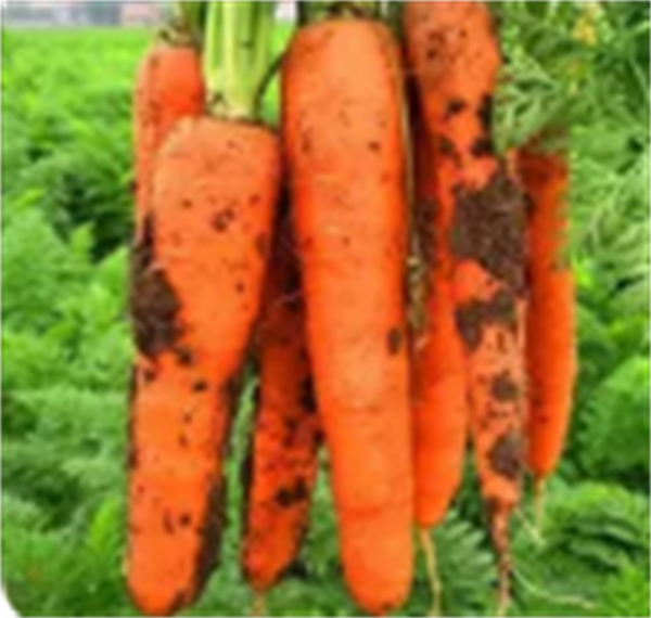 常吃胡萝卜免疫力会变强？了解四大益处