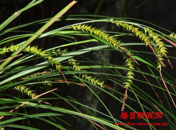广西发现莎草科薹草属植物新种