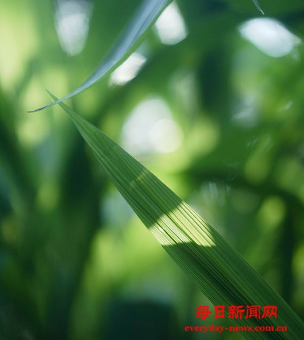 中央纪委国家监委通报2024年对纪检监察