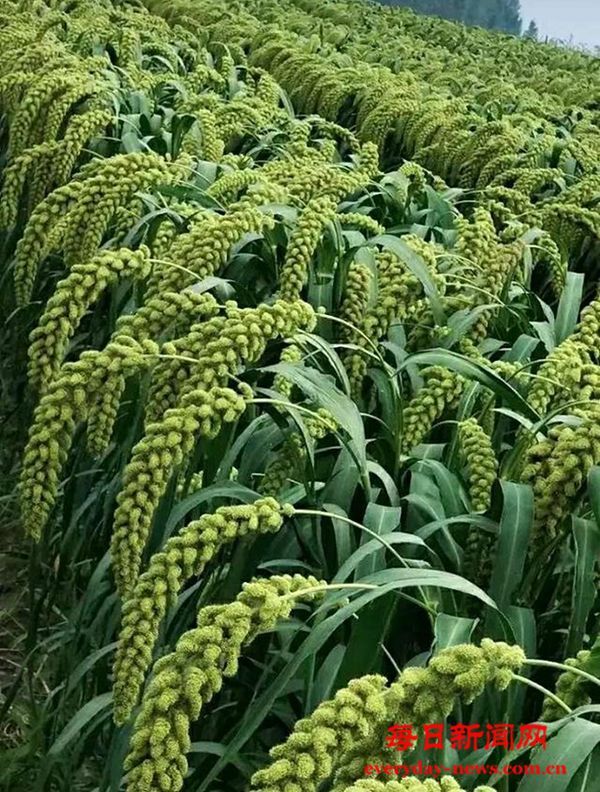 新科技带来农业生产高品质