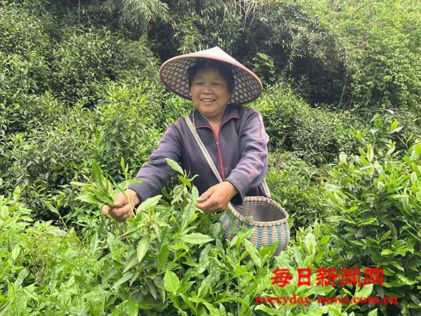 一片茶叶两份收入 浙江梓桐夏秋茶带来好“