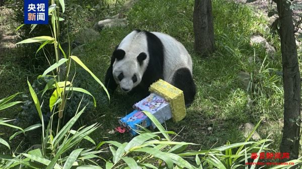 海外现存最长寿大熊猫“欣欣”在墨西哥城迎