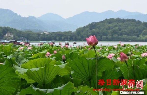 杭州西湖荷花迎盛花期 夏日美景吸引游人