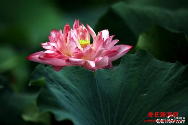 江苏淮安：楚秀园荷花绽放