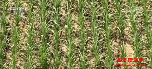 抗旱保供与时间赛跑 各地全力应对持续高温