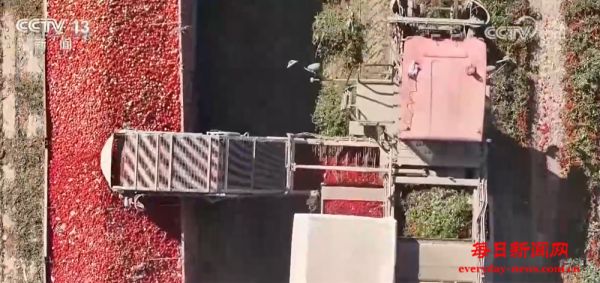 “订单种植+机械化采收”模式保障销路、提