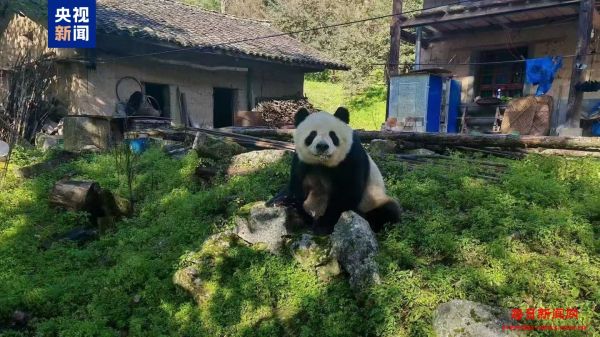 进村“串门” 野生大熊猫多次“光顾”村民