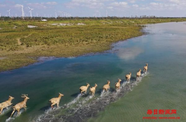 从39头增至8500余头！中国复壮全球最